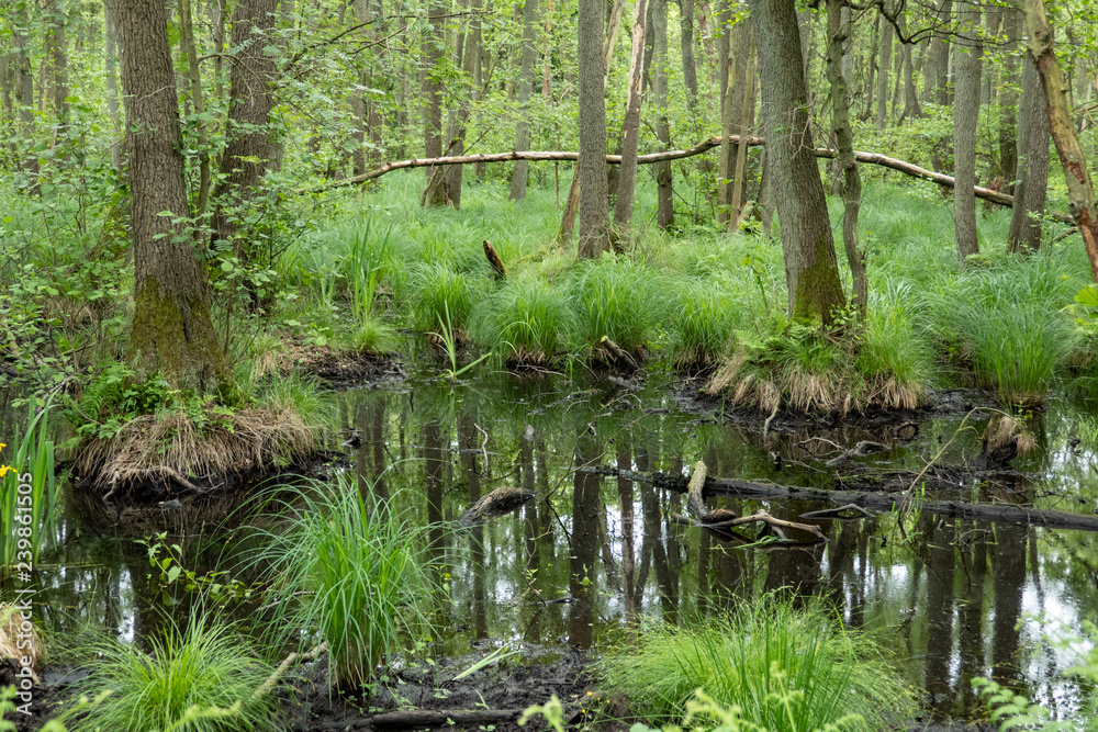Moorland in the forest on the Baltic Sea Moorland in the forest on the Baltic Sea