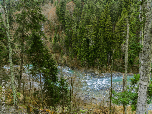 Crystal-clear mountain river winding through a dense coniferous forest. Scenic view of rushing water, pine trees, and tranquil wilderness in early spring or late autumn

