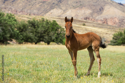 Brown Foal in a Pasture
