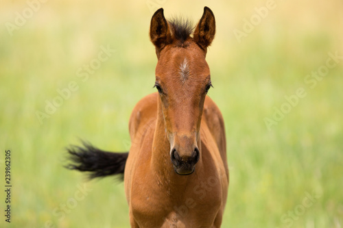 Brown Foal in a Green Pasture