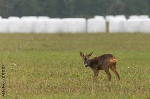 deer in the field