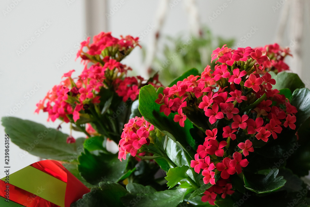 A Christmas Kalanchoe plant wrapped with Christmas wrapping paper. Beautiful dark red flower petals bloom.