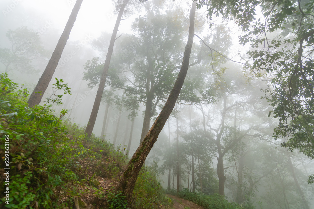 Naklejka premium Pine tree forest with fog near mountain at Doi Mon Jong, Chiang Mai, Thailand
