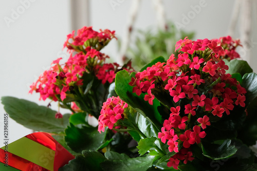 Tableau sur toile A Christmas Kalanchoe plant wrapped with Christmas wrapping paper