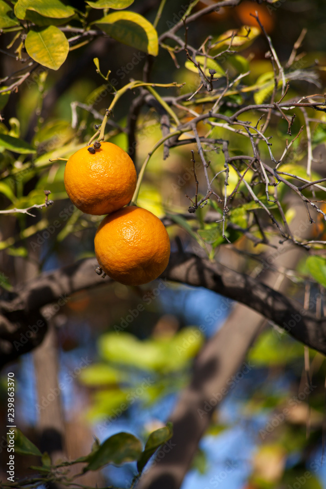 oranges on tree