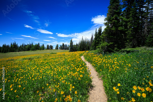 A hiking trail leads through an alpine wildflower meadow at Cedar Breaks National Monument, Utah