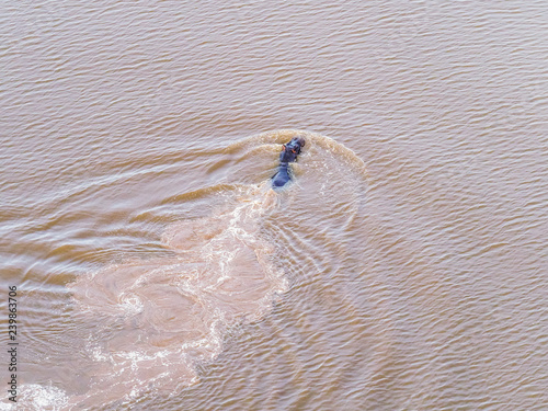 Aerial view on big hippo floating in water, hippopotamus floating in the river, Okavango Delta, Botswana, Africa