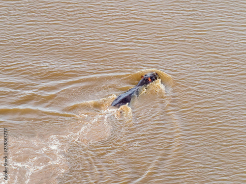 Aerial view on big hippo floating in water, hippopotamus floating in the river, Okavango Delta, Botswana, Africa