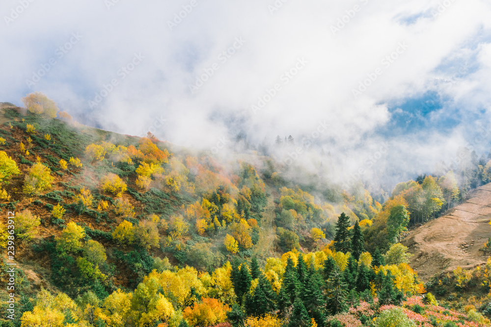 Autumn forest in the mountains. Colorful flora covers the slopes of the mountains. Clouds float over the colorful forest