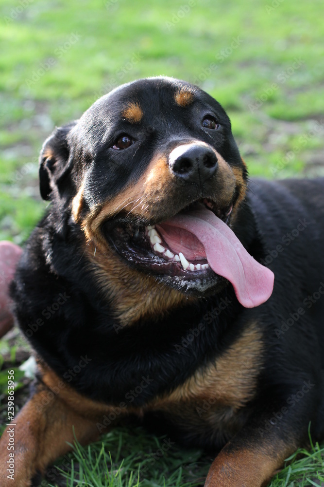 portrait of a dog portrait of a dog
