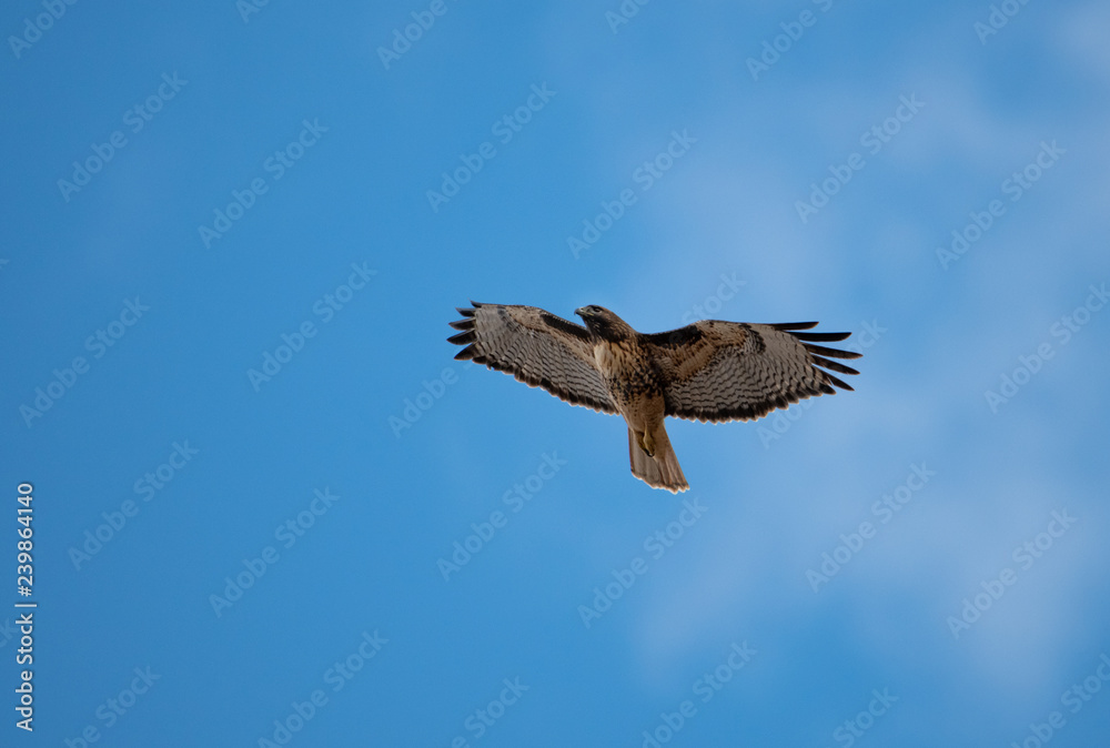 Red tail hawk soaring high in the sky searching for food Red tail hawk soaring high in the sky searching for food