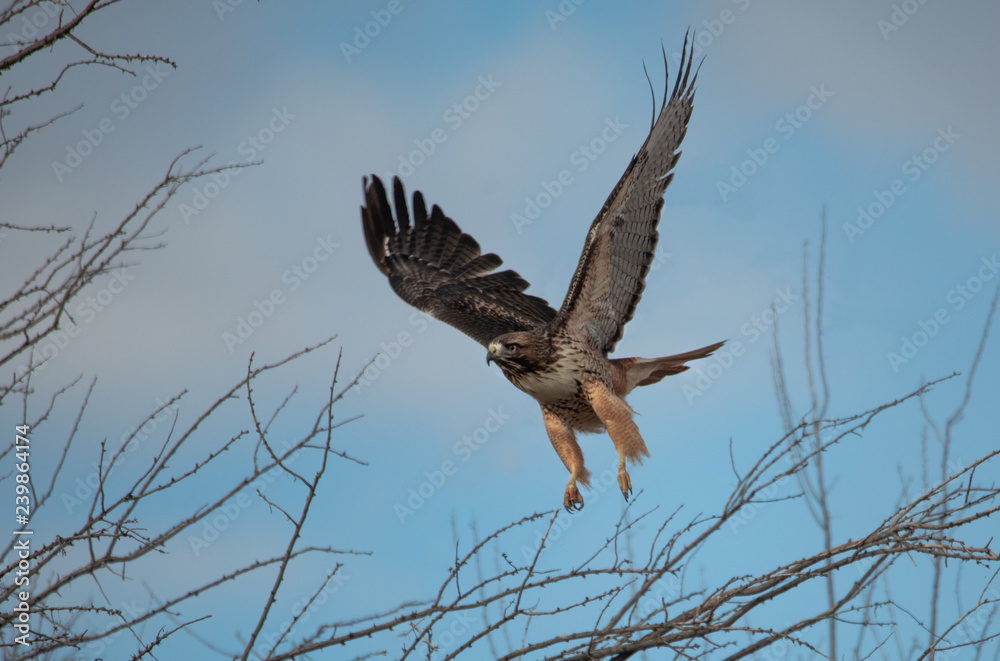 Obraz premium Red tail hawk landing on the branches of a tree