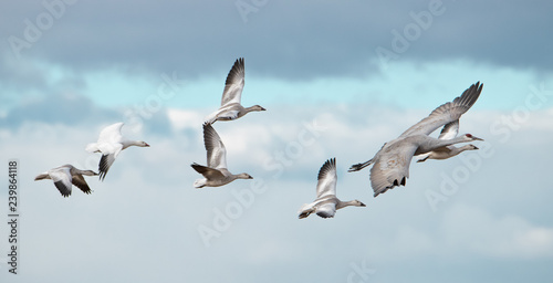 Snow geese following a sandhill crane