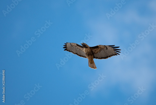 Red tail hawk soaring high in the sky searching for food