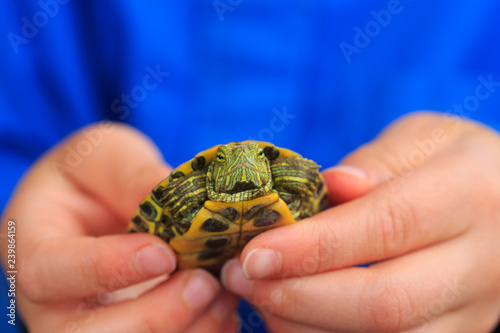 A little boy holds a tiny turtle in his hands