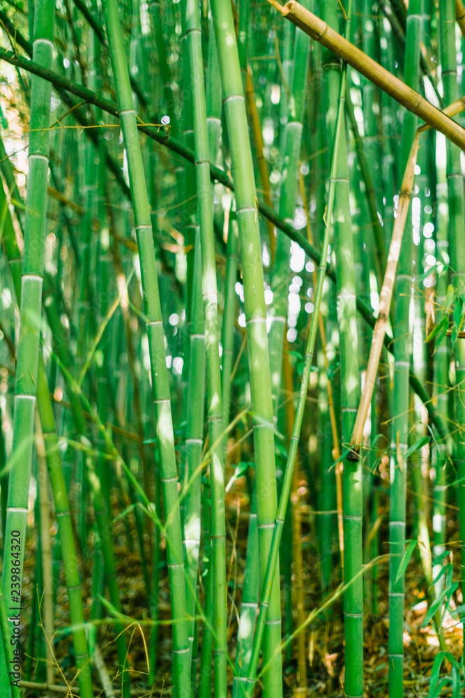 Obraz premium Green bamboo stems. Bamboo forest. Green wall of bamboo stalks