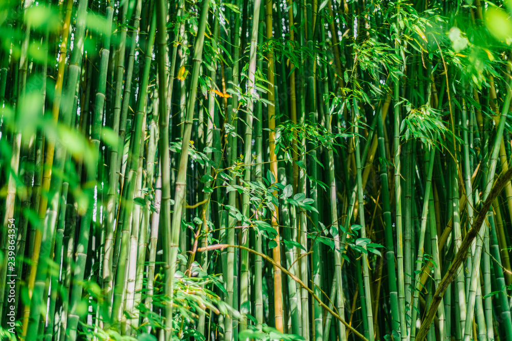 Obraz premium Green bamboo stems. Bamboo forest. Green wall of bamboo stalks