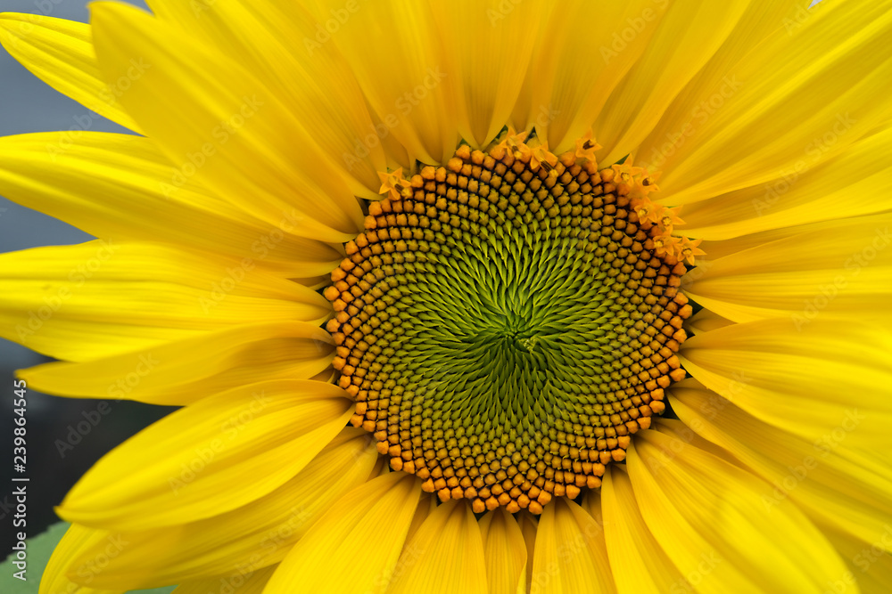 A Sunflower plant (Helianthus Annuus) flowerhead that has fully opened or bloomed. This plant was slightly larger than 6 Feet. Close up of seeds forming from flowers.