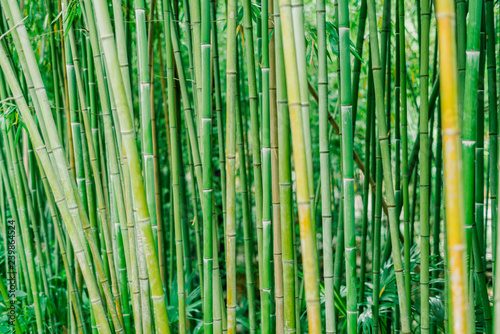 Bamboo forest. Green bamboo stems