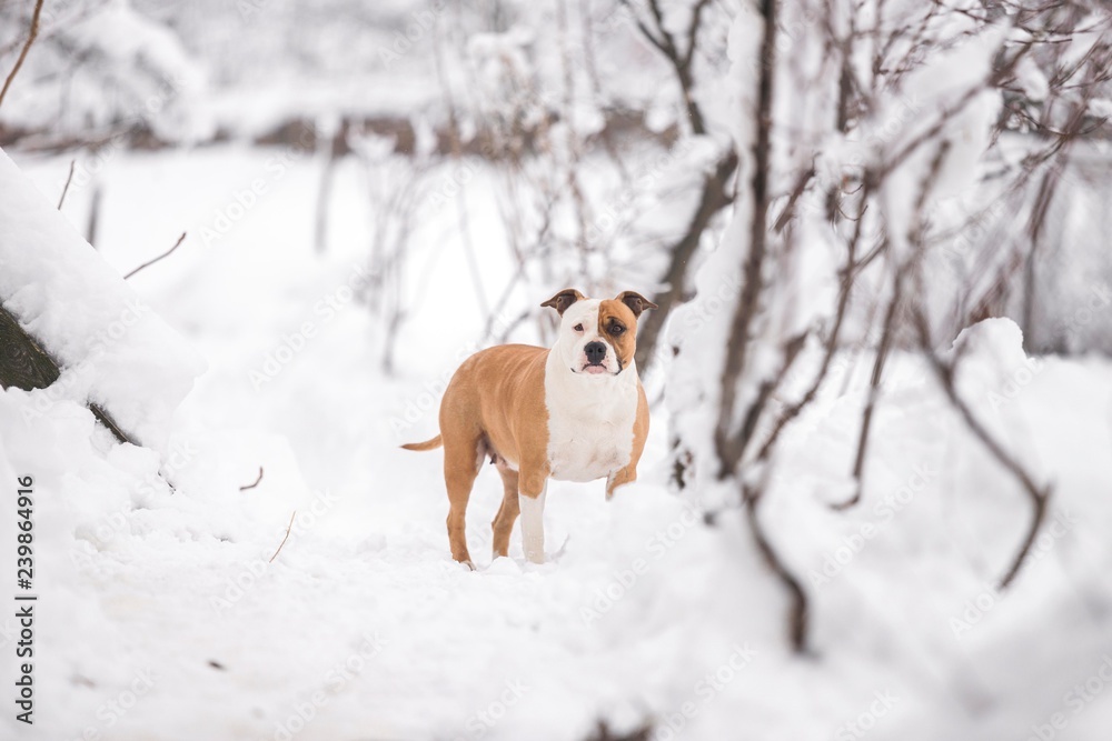 american staffordshire terrier dog in snow garden american staffordshire terrier dog in snow garden