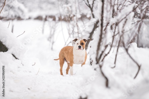 american staffordshire terrier dog in snow garden