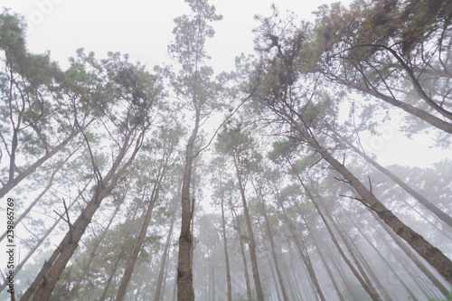 Wallpaper Mural Pine tree forest with fog near mountain at Doi Mon Jong, Chiang Mai, Thailand Torontodigital.ca