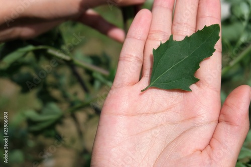 The top of a Lamb's Quarters (Chenopodium Album) leaf. A hand is holding the leaf to show scale and for contrast. photo