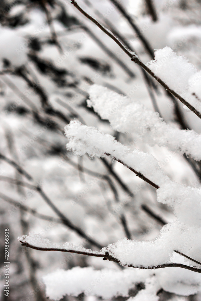 tree branches after heavy snowfall tree branches after heavy snowfall