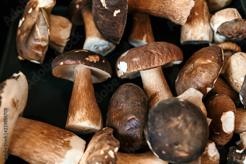 Picked Boletus edulis. Mushroom background