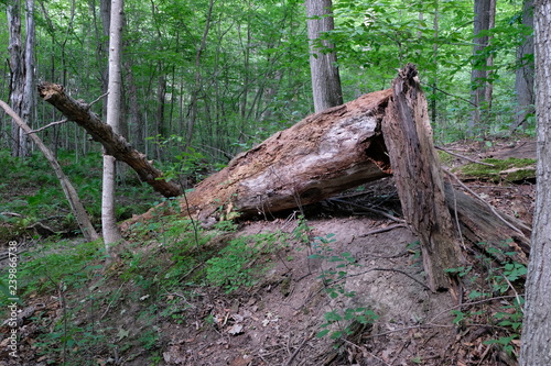 A tree in a forest that has fallen and rotted. A tree of unknown age lays quietly on the ground, slowly decomposing through the years.