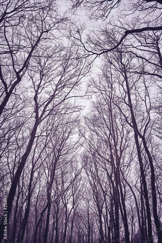 Looking up at leafless tree branches silhouettes, natural background, color toning applied.