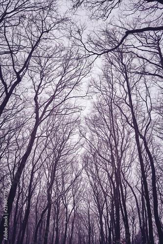 Looking up at leafless tree branches silhouettes, natural background, color toning applied. © MaciejBledowski