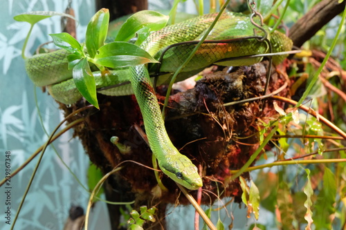 A Green Snake Hanging In A Basket Within Branches. A Green Snake Is Slithering Out Of A Bundle Of Sticks.