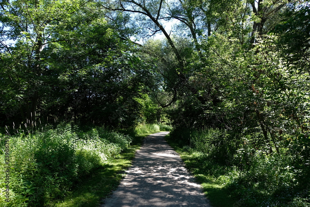 A Path Through A Forest With Plenty Of Nature. Peaceful Walk In The Park. A Path Through A Forest With Plenty Of Nature. Peaceful Walk In The Park.