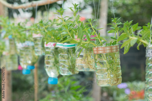 Regrowing vegetables  in water hanging on .a bamboo railing photo