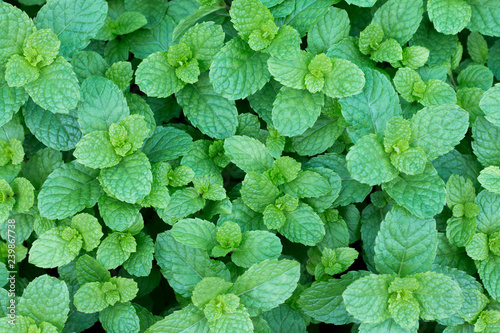 Top views of fresh Mint leaves in garden.