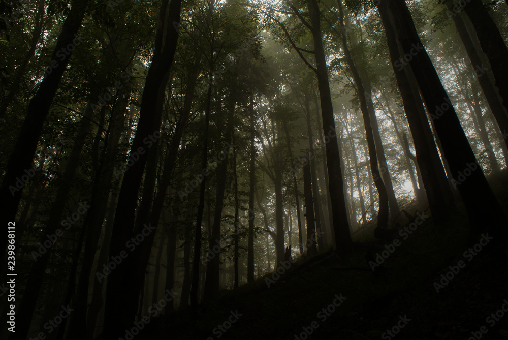 Fototapeta premium Beautiful dark mountain forest. Skolivski Beskydy National Park. Ukraine