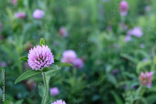 A Close up of a Red Clover Plant in a Field of Green Grass and other Red Clovers.