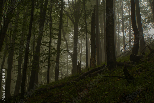 Dark forest. Skolivski Beskydy National Park. Ukraine