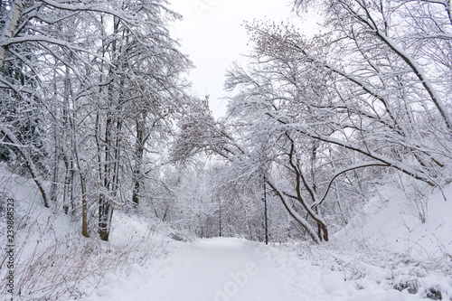 snowy forest in winter