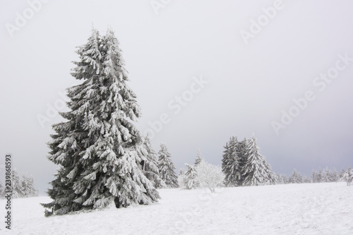 A tree laden with snow in Bavaria, Germany © kdreams02