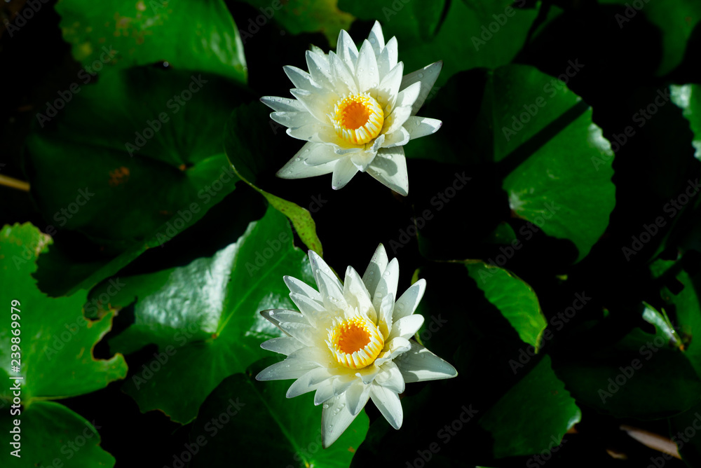 Closeup blossom lotus in the pond with water drops on the petals Closeup blossom lotus in the pond with water drops on the petals