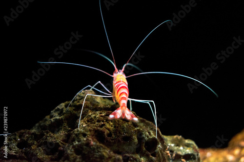 srimp on underwater rock photo