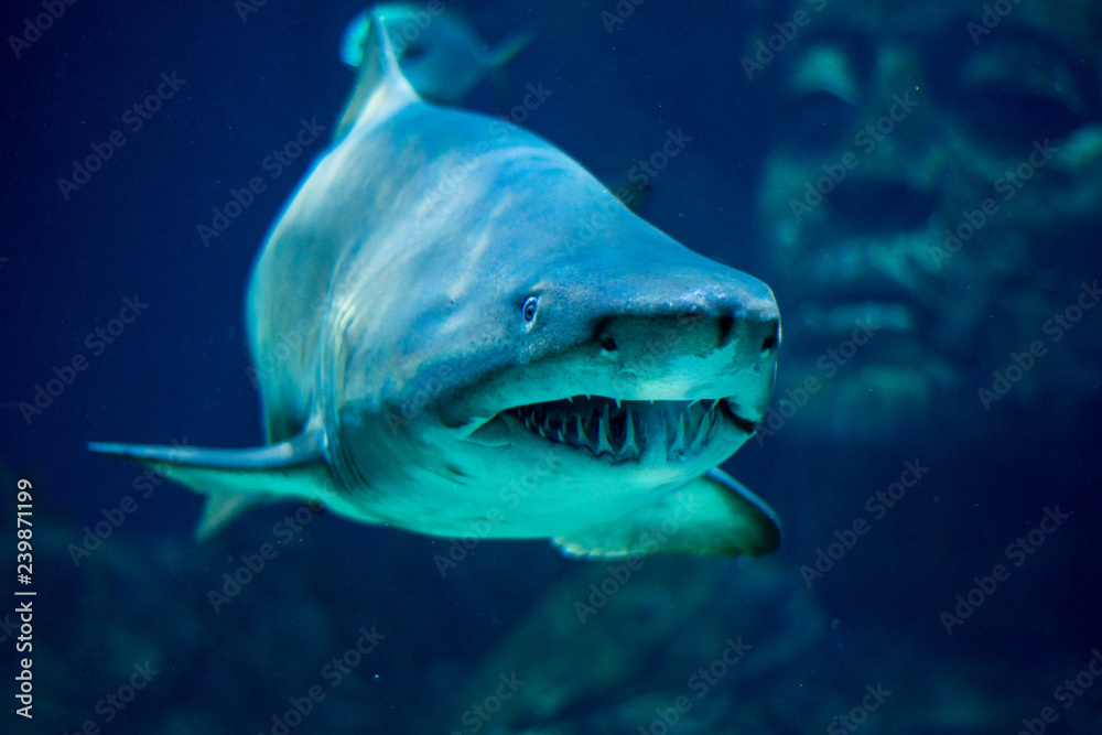 Fototapeta premium shark in an aquarium