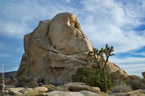 Joshua Tree national park