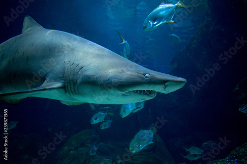 shark in an aquarium © Arlington Vance