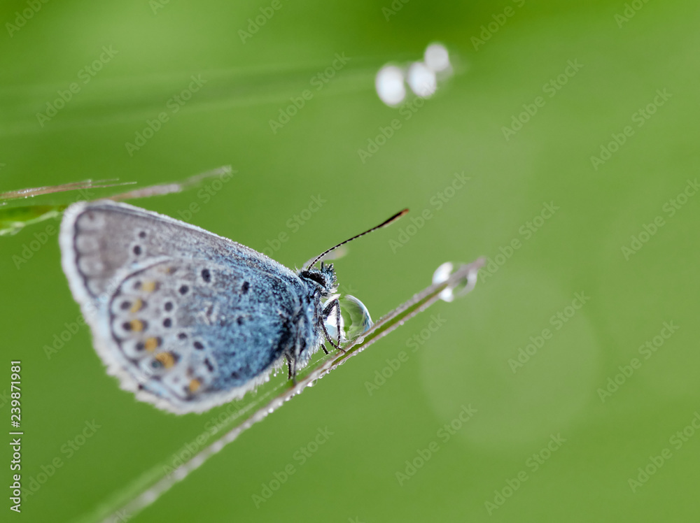 Obraz premium Blue Spotted Butterfly Sitting On A Branch Of Heather In A Morning Dew. Beautiful butterflies and a drop of dew.