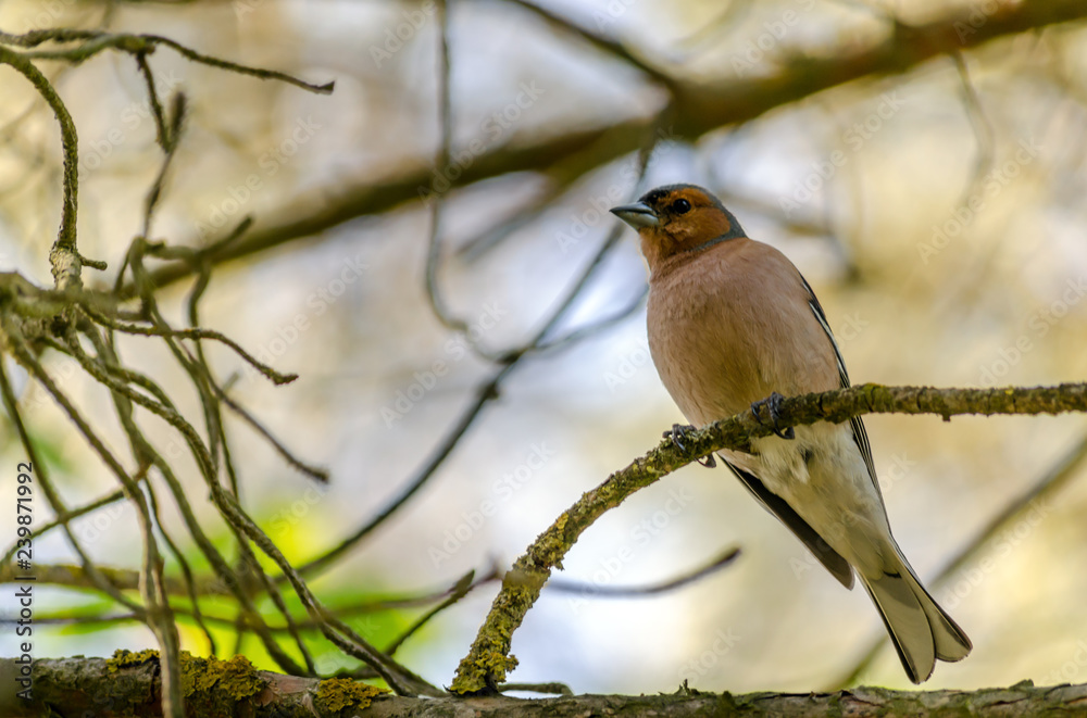 Obraz premium bird on a branch