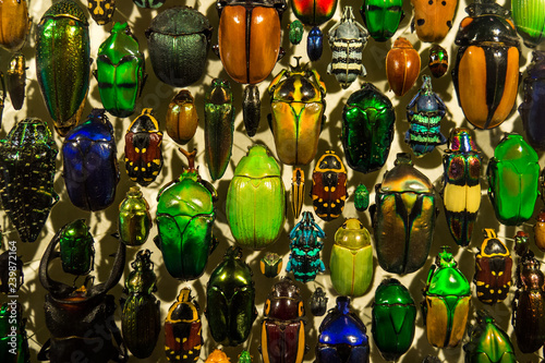 Colorful display of mounted beetles, closeup