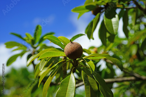 View of a sapodilla fruit on a Manilkara zapota tree (chikoo)